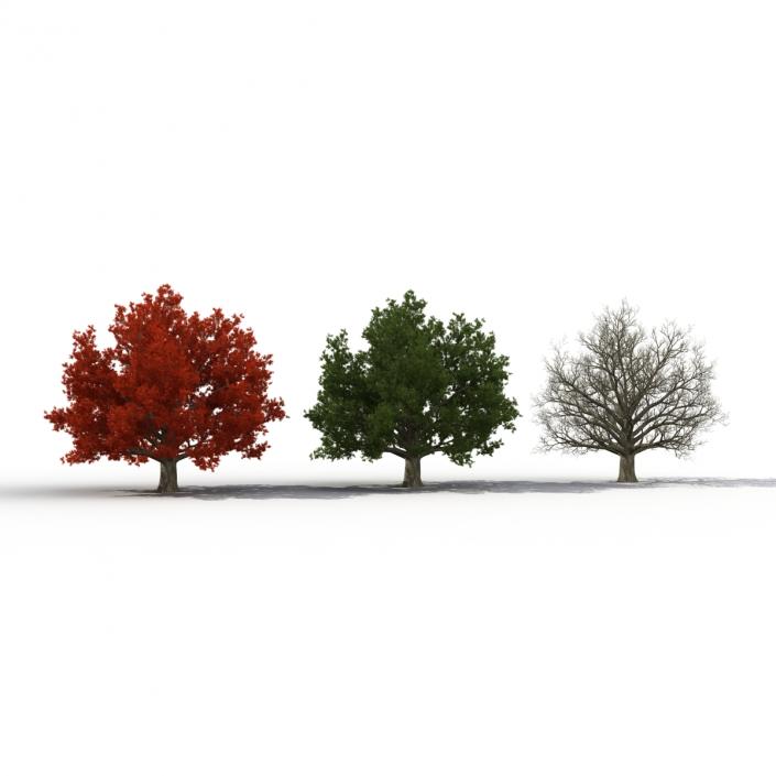 3D model Red Oak Old Tree Set